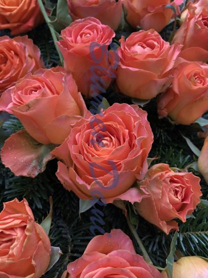 Rosen-Kranz voll – Bild 19