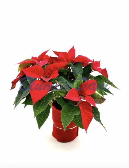 Weihnachtsstern