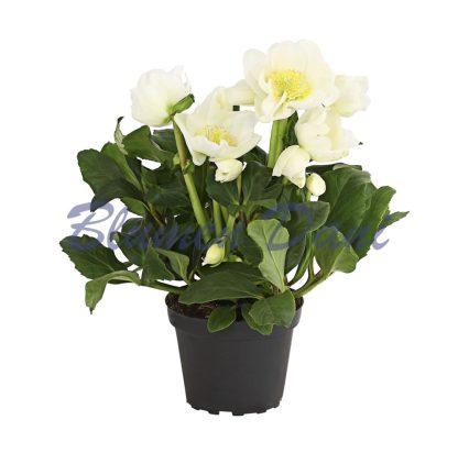 Christrose